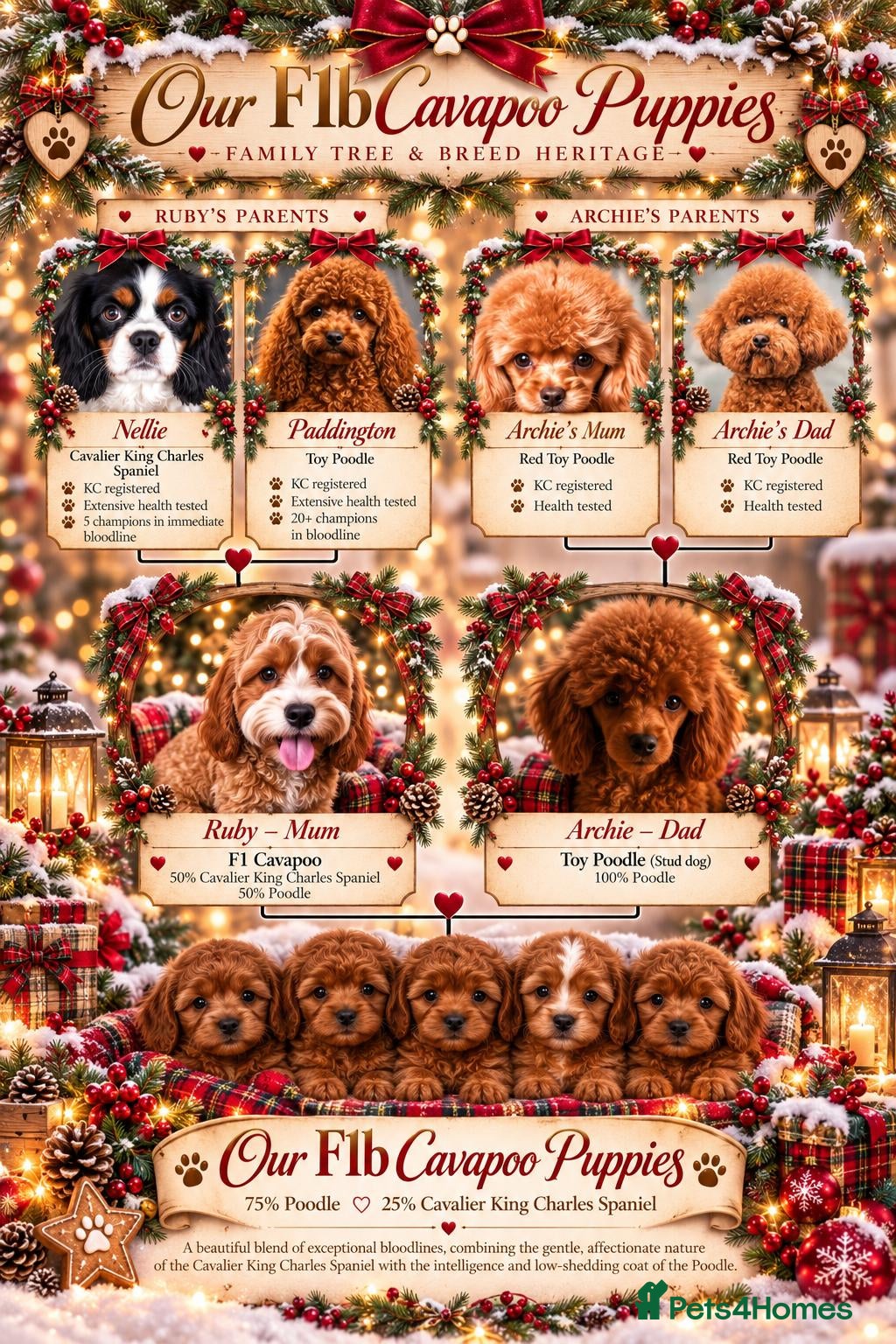 Cavapoo dogs for sale: Extensive health tested F1B Cavapoo puppies  - Advert 2