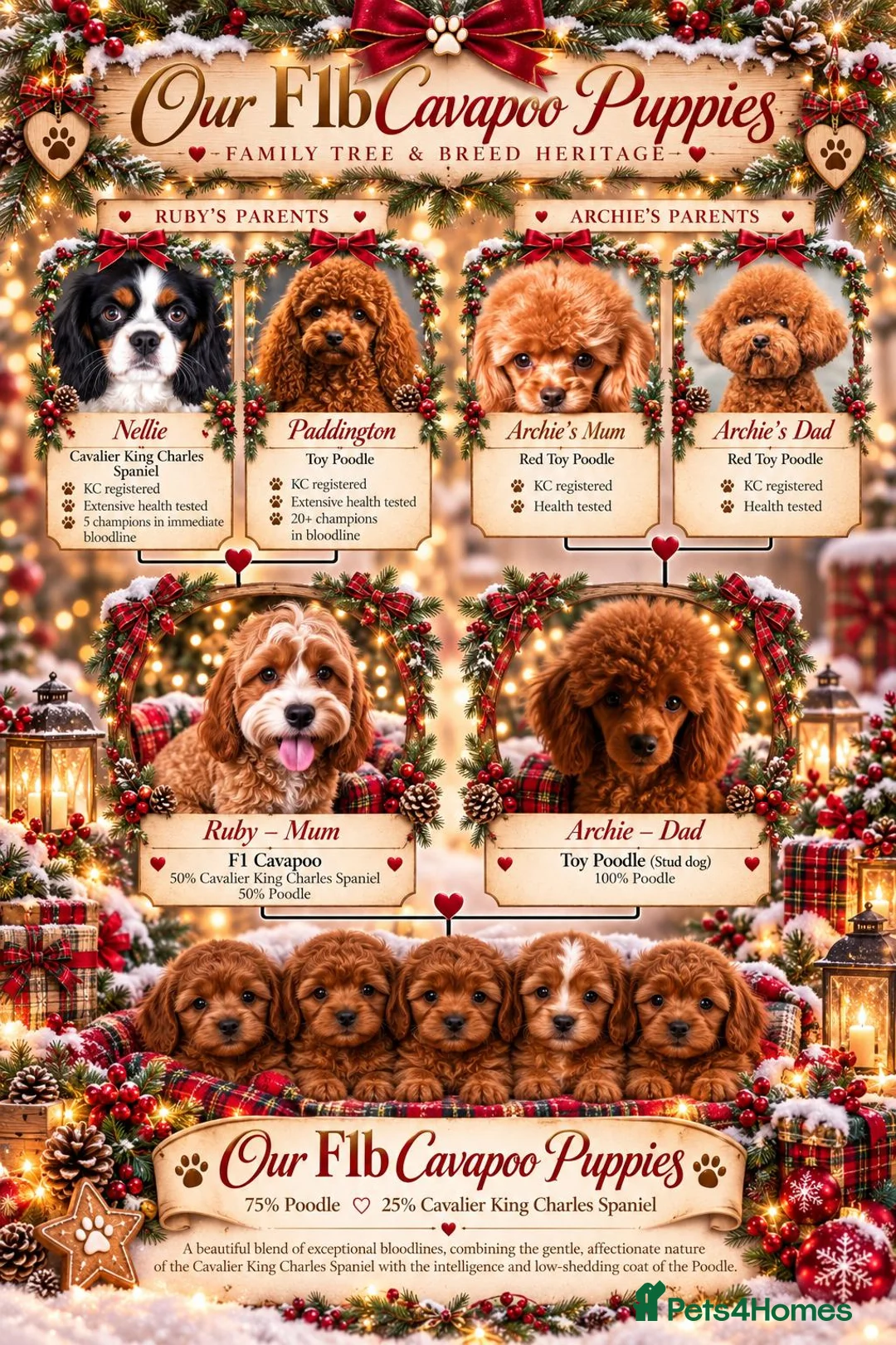 Cavapoo dogs for sale: Extensive health tested F1B Cavapoo puppies  - Advert 2