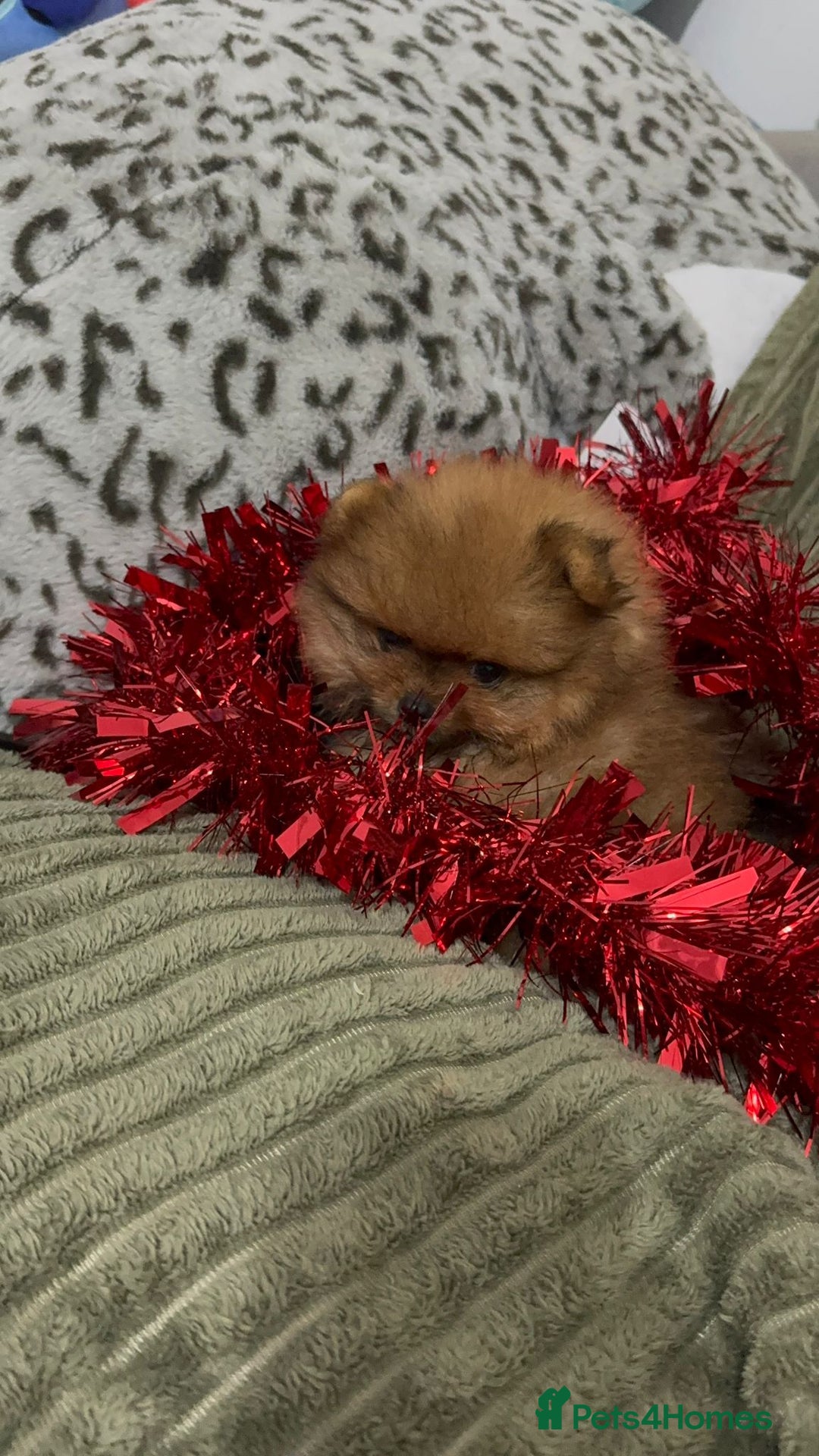 Pomeranian dogs for sale: Luxury puppy for sale - Advert 4