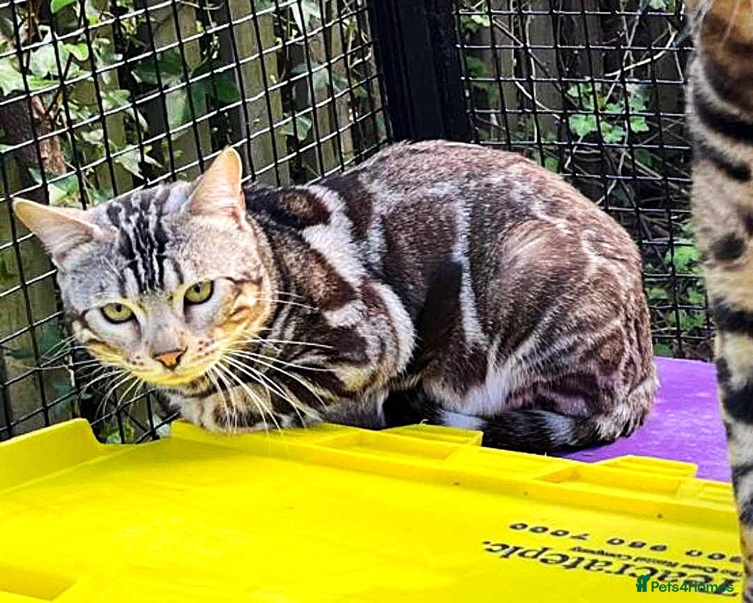 Bengal cats BLUE + SNOW CARRIER Silver Korea Import Clouded in Gateshead - Advert 21