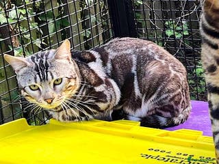Bengal cats BLUE + SNOW CARRIER Silver Korea Import Clouded in Gateshead - Advert 21