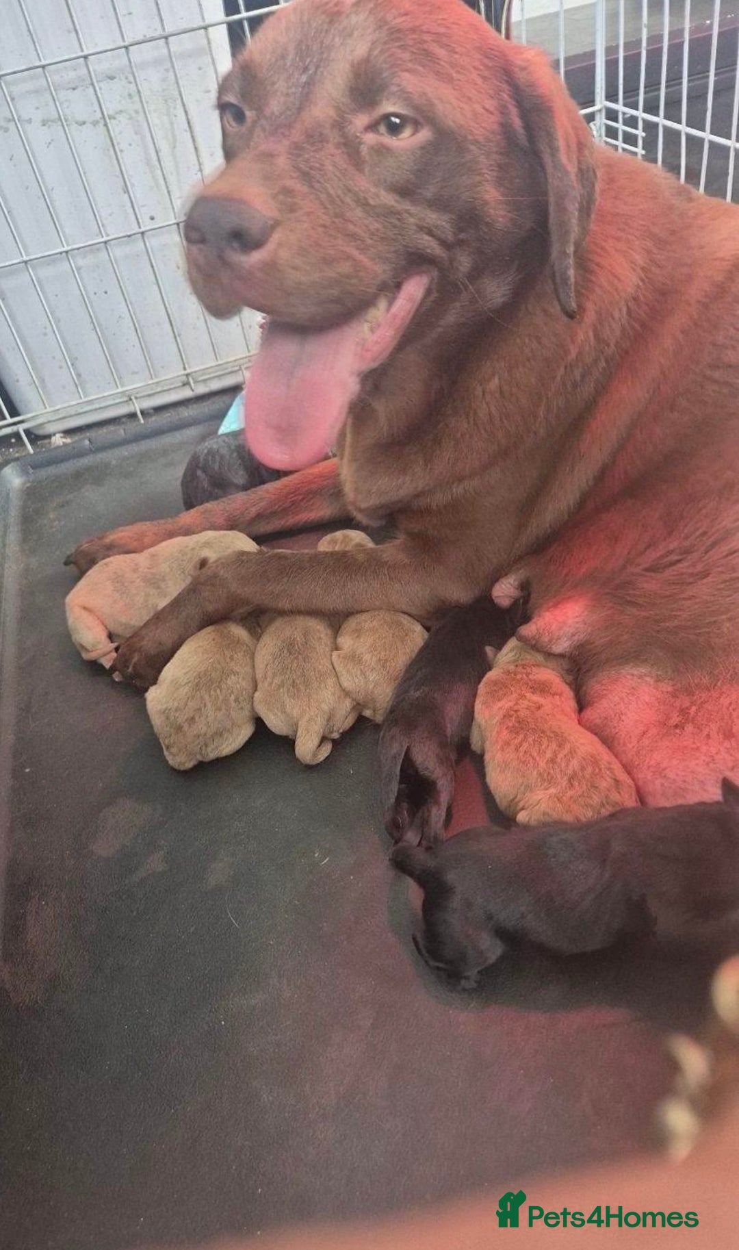 Labrador Retriever dogs for sale: Labrador puppies  - Advert 6