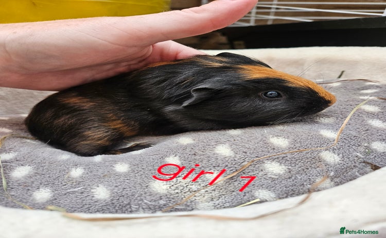 Guinea Pig rodents - Advert 1