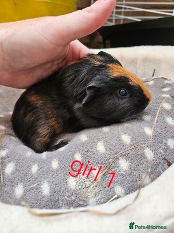 Guinea Pig rodents - Advert 10