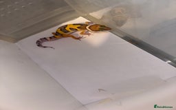 Gecko reptiles for sale: Babies & adults  - Image 11