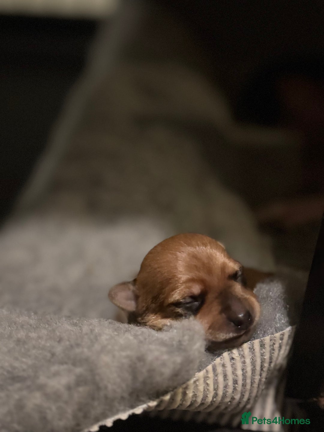 Chihuahua dogs for sale: Chihuahua puppys - Advert 6