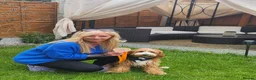 Mixed Breed dogs for sale: Australian Labradoodle-Medium-sized  - Advert 3