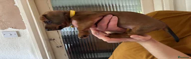 Puppy 2
