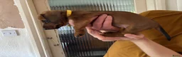 Dachshund dogs for sale: 6 dachshund puppies - 4 boys & 2 girls - Advert 8