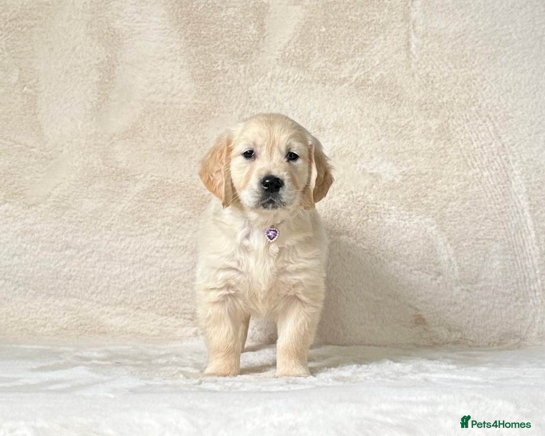 Golden Retriever dogs for sale: Stunning golden retriever puppies for sale  - Image 13