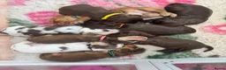 Cocker Spaniel dogs for sale: KC reg Show-type Chocolate & Choc Sable puppies in Brecon - Advert 27
