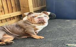 English Bulldog dogs for sale: Beautiful English bulldog - Image 5