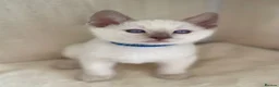 Siamese cats for sale: GCCF Registered Traditional Siamese Kittens  - Advert 15