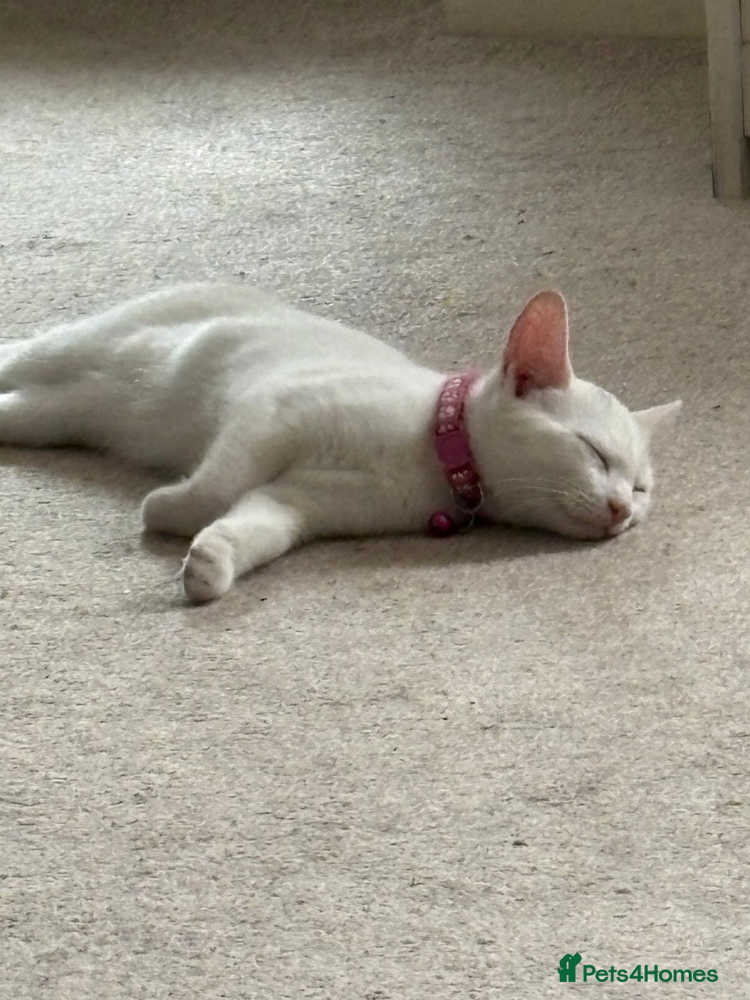 Mixed Breed cats for sale: Female kitten - Image 4