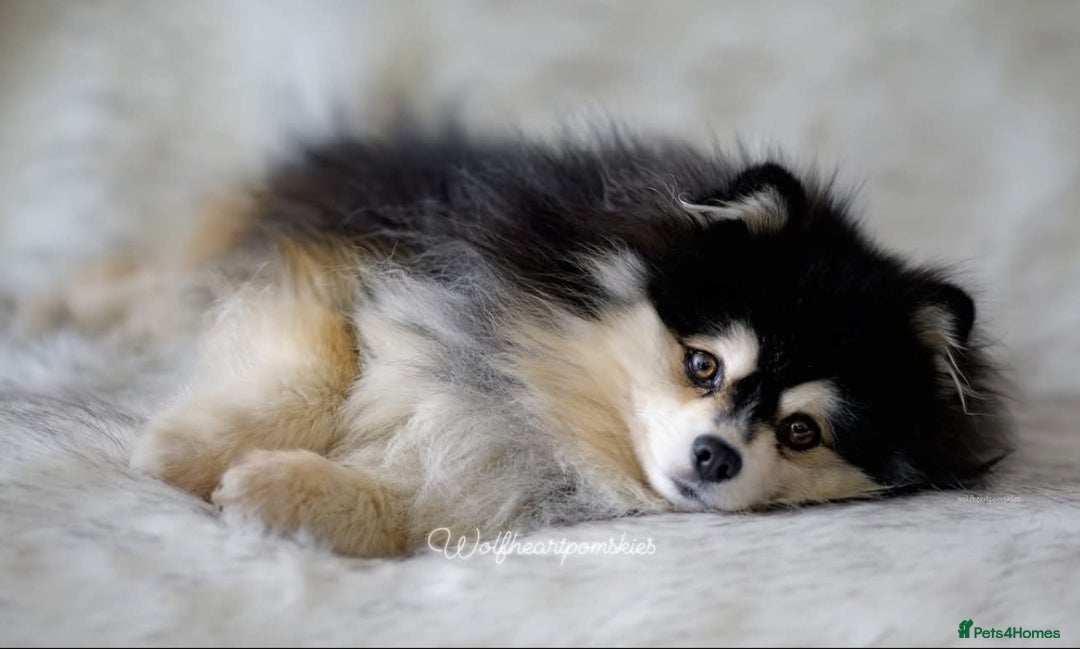 Pomsky dogs for sale: Stunning Pomsky Puppies! Health tested parents.  - Image 13