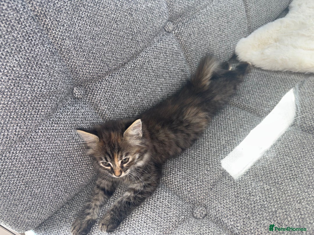 Ragdoll cats for sale: Ragdoll X bengals  - Image 6