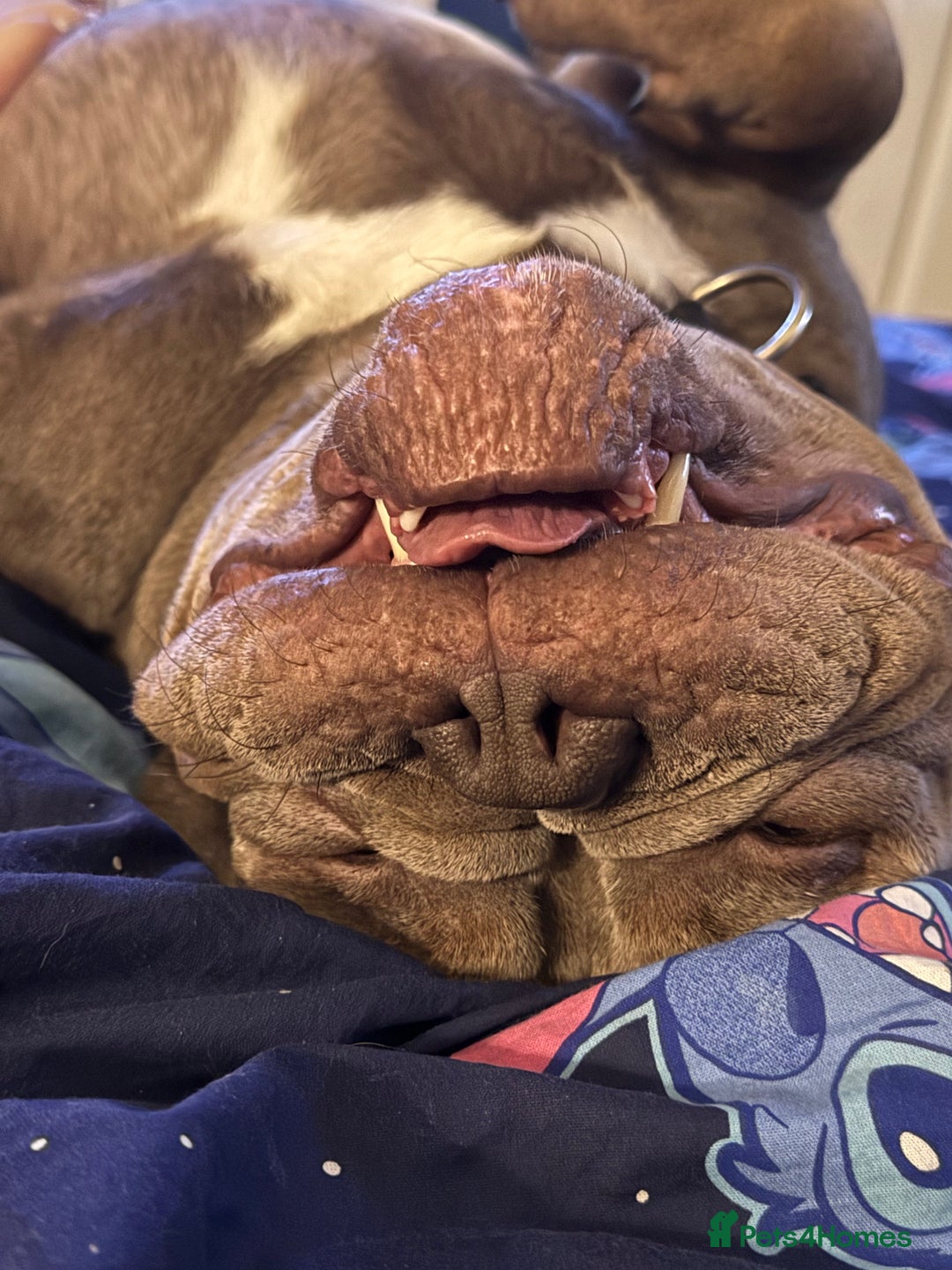 Dorset Olde Tyme Bulldogge dogs for stud: Rolo  - Image 7
