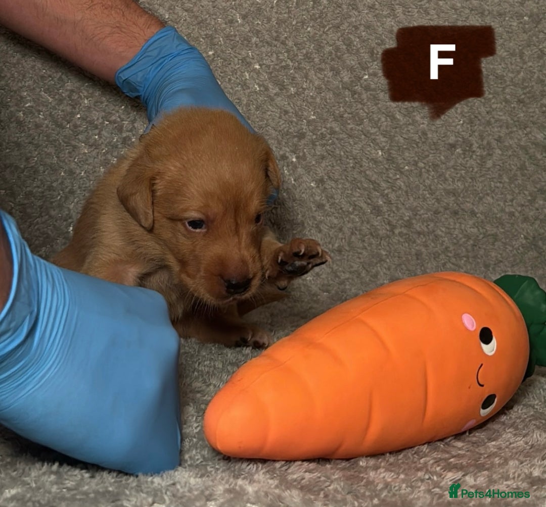 Labrador Retriever dogs for sale: Labrador Retriever Puppies - Raised in Family Home - Advert 6