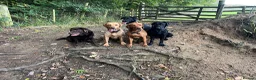 Labrador Retriever dogs for sale: 2 Beautiful Black girls available  - Advert 6