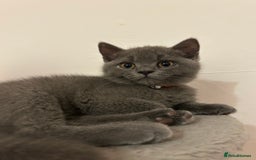 British Shorthair cats for sale: 🏆GCCF & TICA Pedigree Kitten, DELIVERY AVAILABLE! - Image 10