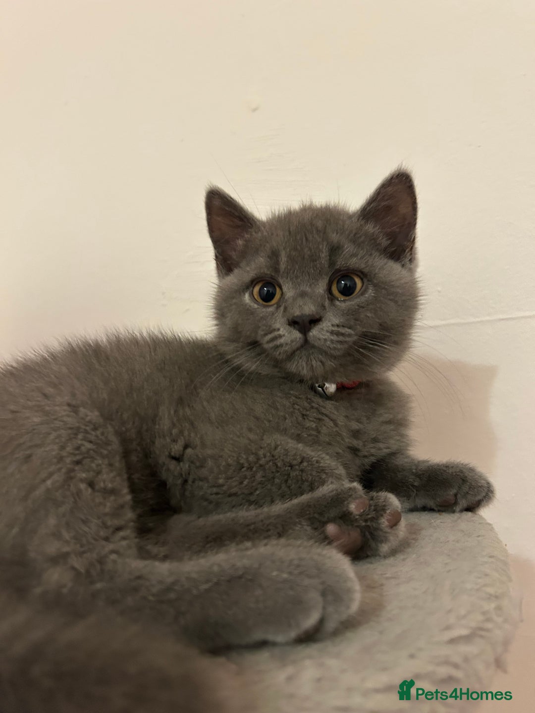 British Shorthair cats for sale: 🏆GCCF & TICA Pedigree Kitten, DELIVERY AVAILABLE! - Image 10