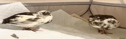 Quail poultry for sale: 6 Japanese Coturnix Quail x6 (2 Males & 4 Females) - Advert 4