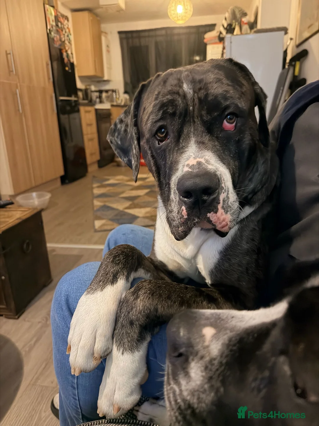 Cane Corso dogs for stud: 🔥 CORSO FOR STUD - Advert 2