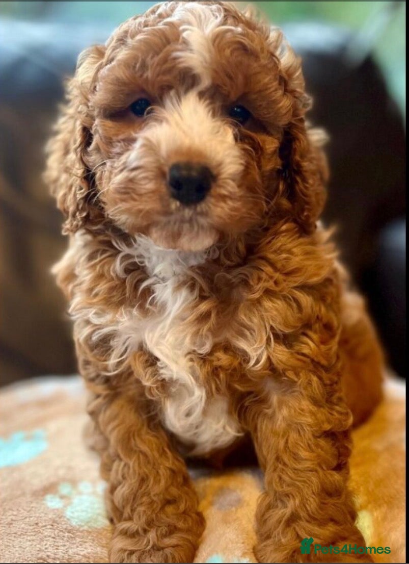 Cavapoo dogs Toy Cavapoo F1B Puppy - extensively health tested - Advert 2