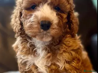 Cavapoo dogs Toy Cavapoo F1B Puppy - extensively health tested - Advert 3