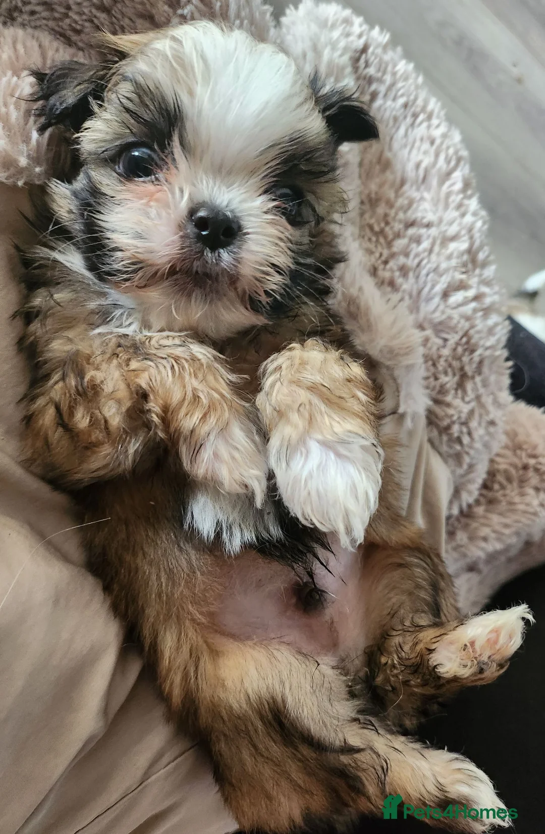 Mixed Breed dogs for sale: ADORABLE PUPPIES in Manchester - Advert 10