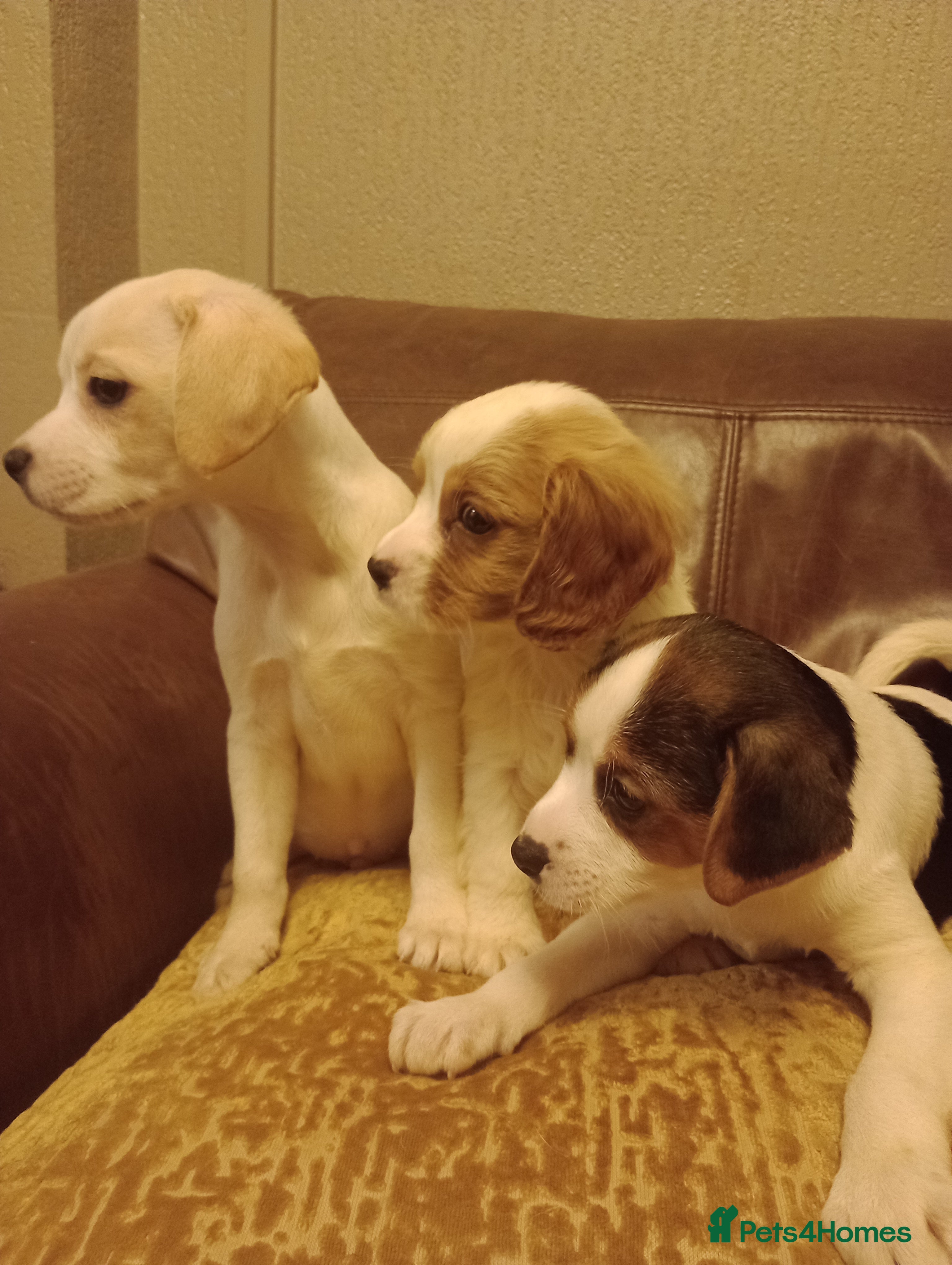 Mixed Breed dogs Cavajacks for sale - Advert 2