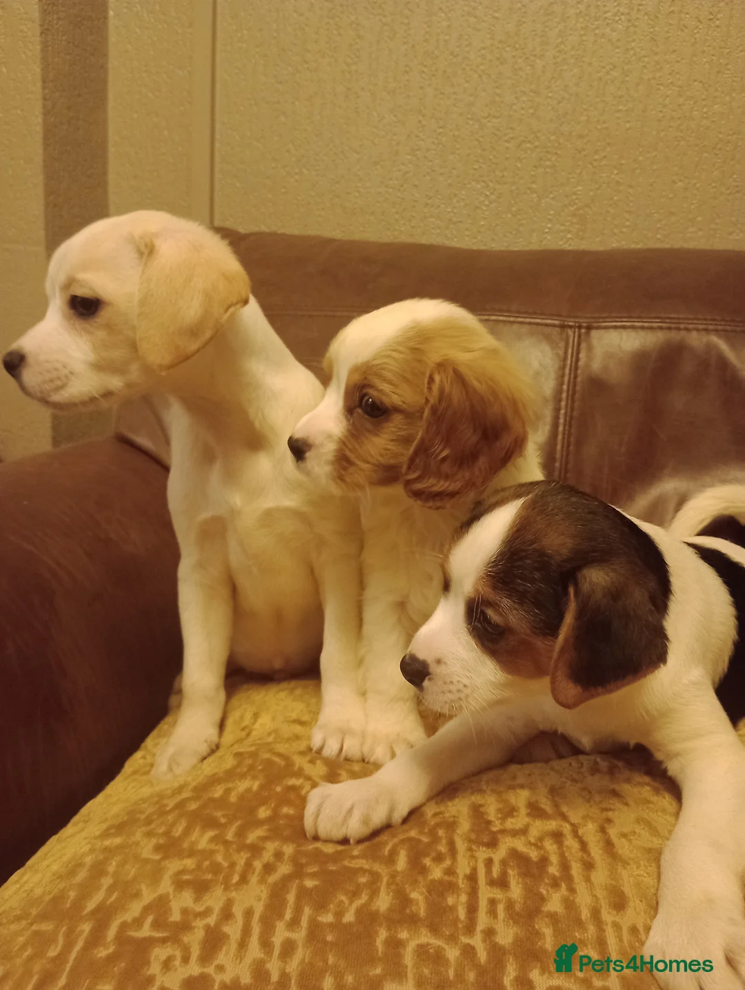 Mixed Breed dogs for sale: Cavajacks for sale - Advert 1