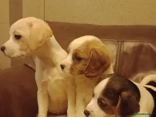 Mixed Breed dogs Cavajacks for sale - Advert 2