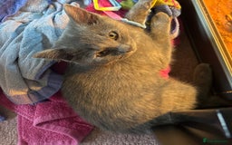 British Shorthair cats for sale: Female kitten - Image 3