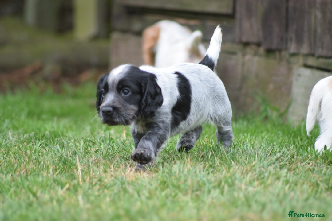 Cocker Spaniel dogs for sale: Cocker spaniel  - Image 20