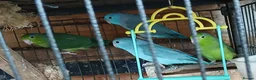 Mixed Breed birds for sale: Parrotlets Celestial  Parrotlets  - Advert 7