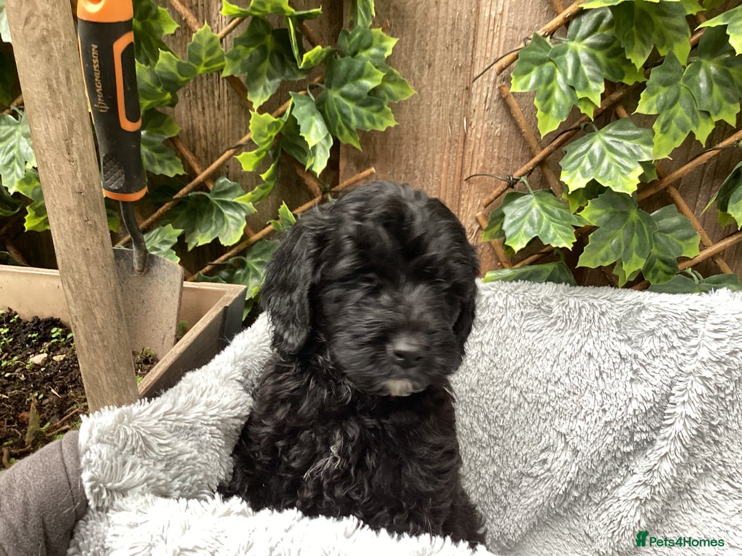 Sproodle dogs for sale: Stunning litter of Sproodle Pups - Image 8