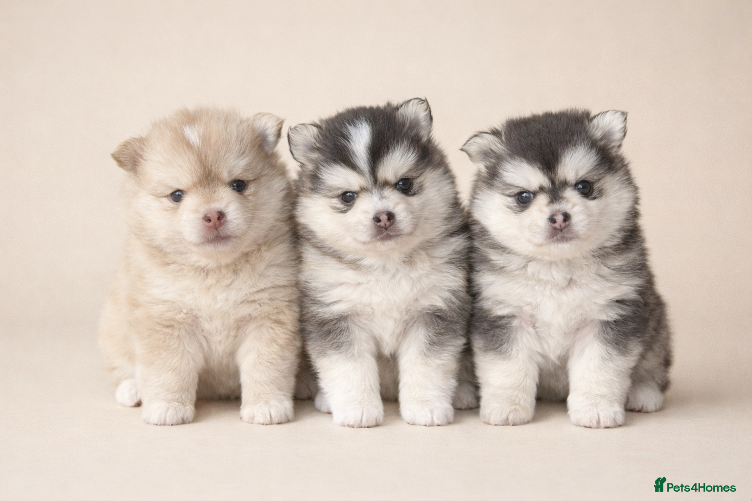 Pomsky dogs F3 Pomsky Puppies - ready in January! - Advert 1