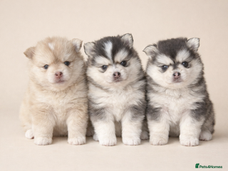 Pomsky dogs F3 Pomsky Puppies - ready in January! - Advert 2
