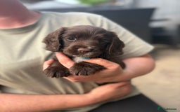 Cocker Spaniel dogs for sale: Working cocker spaniel puppies  - Image 3