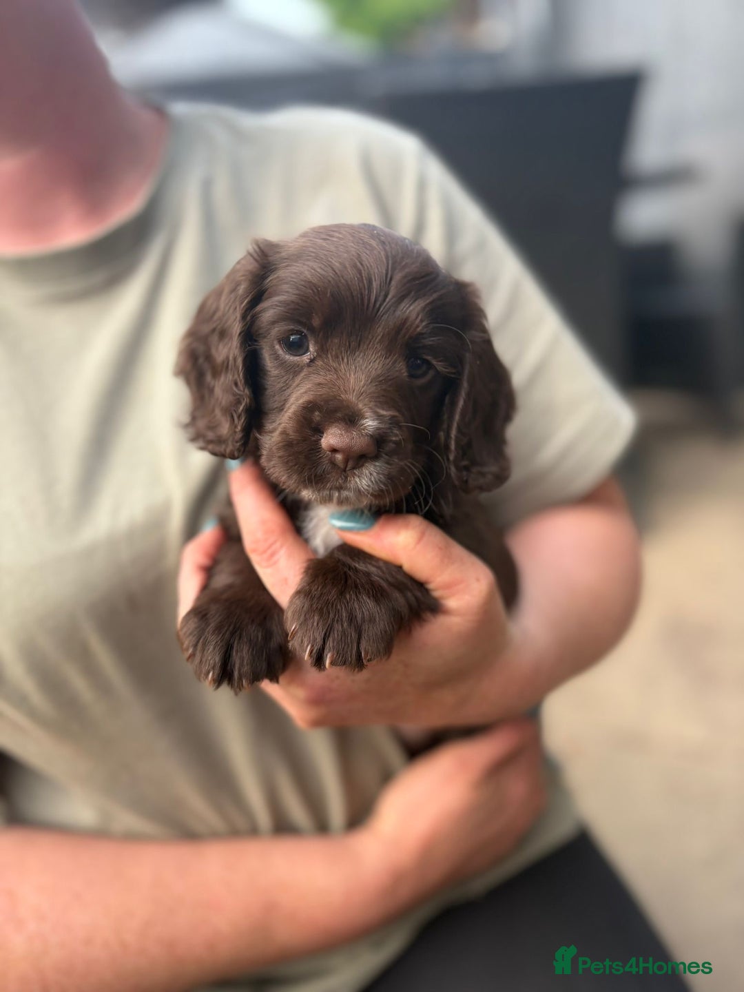 Cocker Spaniel dogs for sale: Working cocker spaniel puppies  - Image 3