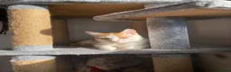 Mixed Breed cats for sale: Clem for sale - Advert 2