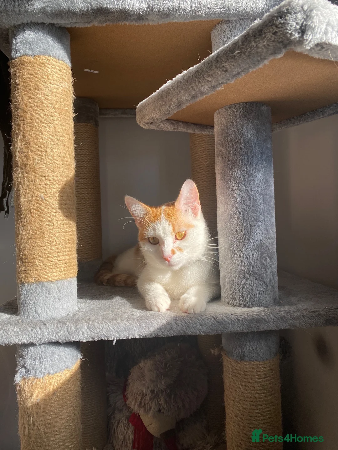 Mixed Breed cats for sale: Clem for sale - Advert 2