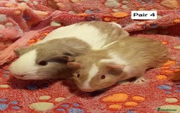 Guinea Pig rodents for sale: Bonded guinea pigs - Boars and Sows available  - Advert 4