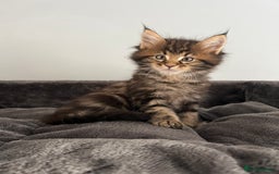 Maine Coon cats for sale: XL Russian Cubs 🇷🇺 ❤️ - Image 1