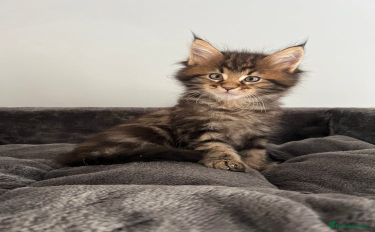 Maine Coon cats - Advert 14