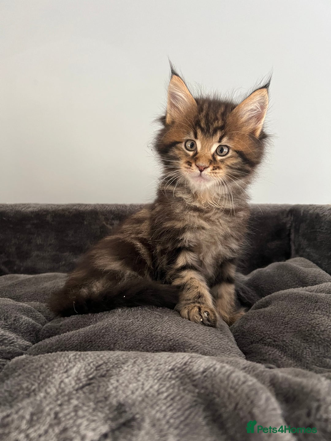 Maine Coon cats for sale: XL Russian Cubs 🇷🇺 ❤️ - Image 1