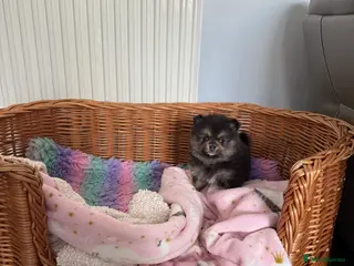 Pomeranian dogs Last Black and tan girl 🖤🧡💖 - Advert 14