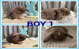 Mini Lop rabbits for sale: PURE MINI LOP BABIES  - Image 4