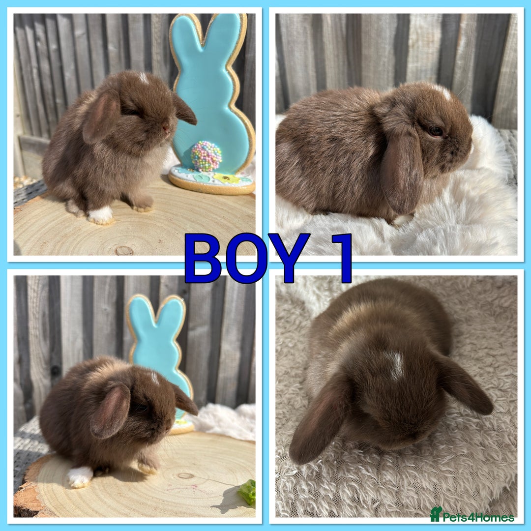 Mini Lop rabbits for sale: PURE MINI LOP BABIES  - Image 4
